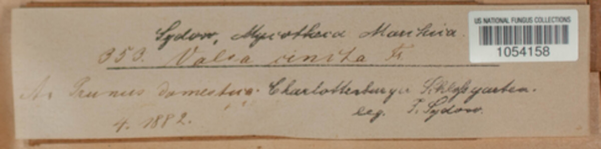 Valsaria insitiva image